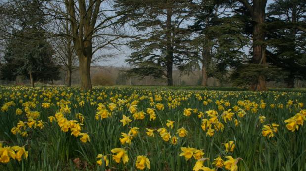 Ditchley in spring